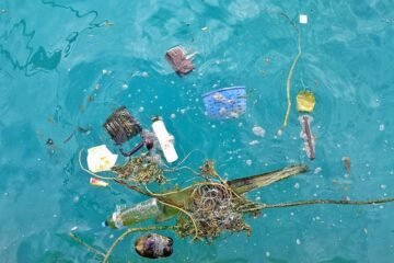 Surprising Creatures Lurk in the Great Pacific Garbage Patch – Scientific American